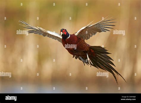 Pheasant In Flight Hi Res Stock Photography And Images Alamy