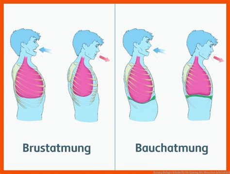 21 atmung Des Menschen Arbeitsblatt Biologie Arbeitsblätter