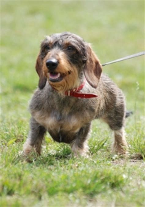 The copied gene that gave dachshunds and corgis their short legs | National Geographic