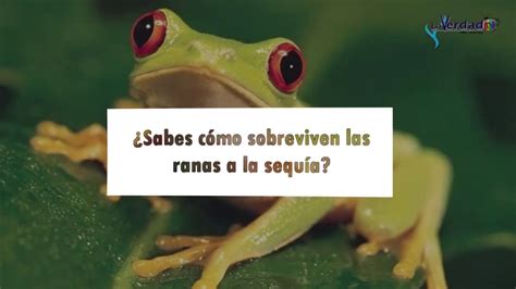 Sabes C Mo Sobreviven Las Ranas A La Sequ A Youtube