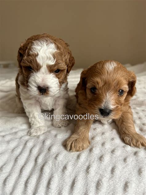 Toy Cavoodle Upper Coomera Petsforhomes