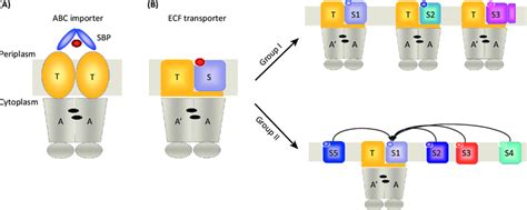 Overview And Differences Between The Atp Binding Cassette Abc And