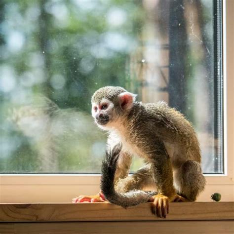 Monkey Pet: The Pros and Cons of Keeping a Monkey as a Pet | Azmonkeys