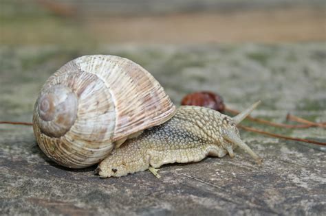 Free Images Animal Wildlife Fauna Invertebrate Molluscs Sea