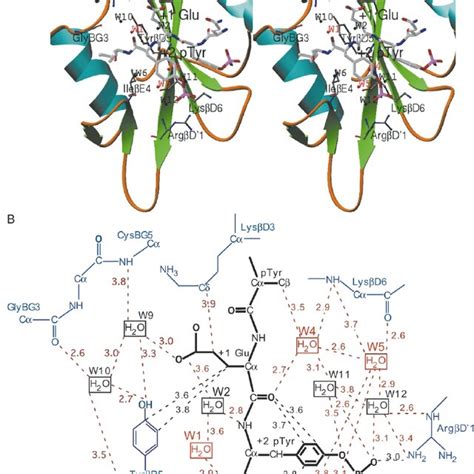 Structure Of The Src Sh Domain Bound To The Pyepyi Peptide And