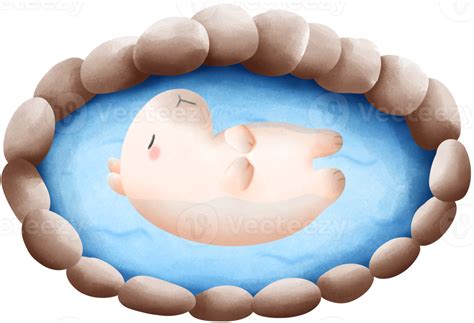 Capybara Soaking In Hot Spring Water Png