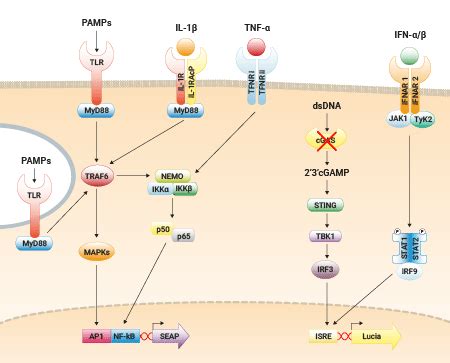 Cgas Knockout Ifn Nf Kb Reporter Thp Monocytes Invivogen