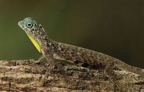 Common Flying Lizard | The Animal Facts | Diet, Habitat, Behaviour, More!