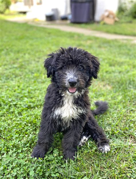 full grown aussiedoodle  large  aussiedoodles  pets nurturing