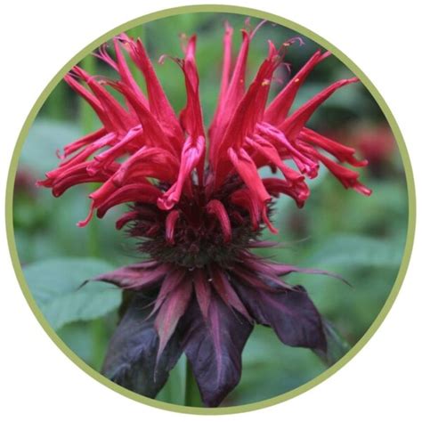 Éterický olej Monarda fistulosa | aromaterapie Byliny a Tradice