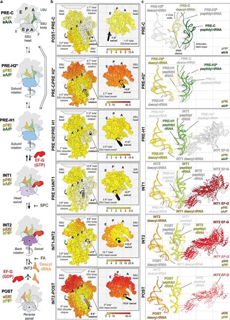 Global Conformational Changes Within The Ribosome That Define The