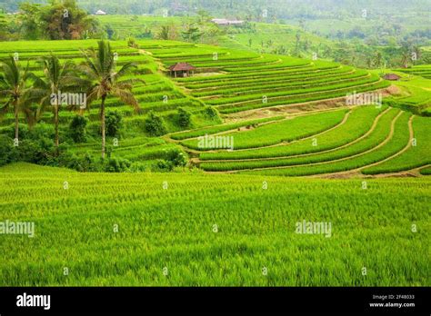 Indonesia Rice Terrace Panoramic Hi Res Stock Photography And Images