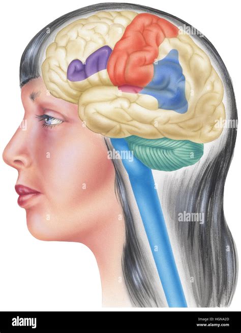 Vista Lateral Del Cerebro Humano En El Cráneo De Una Mujer Joven