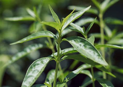 Organic Andrographis Paniculata Kalmegh Whole Plant Cultivator