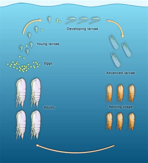 info tiger shark: Life Cycle Of A Shark