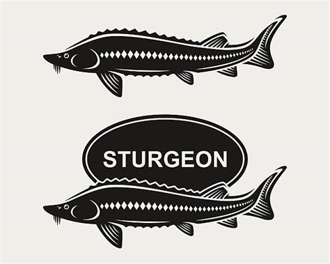 Royalty Free Sturgeon Clip Art Vector Images And Illustrations Istock