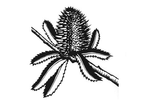 Illustration Ballarat. Banksia Plant Illustration - Logo Design