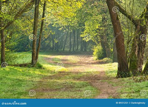 Romantic Forest stock image. Image of colour, eerie, environment - 8931251