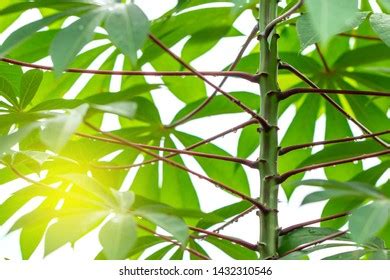 Cassava Leaves Rain Water Stock Photo 1432310546 Shutterstock