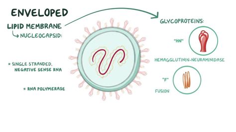 Video Human Parainfluenza Viruses