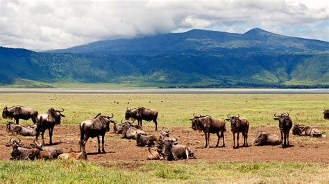 Ngorongoro Crater Ngorongoro Conservation Area Tanzania Tours