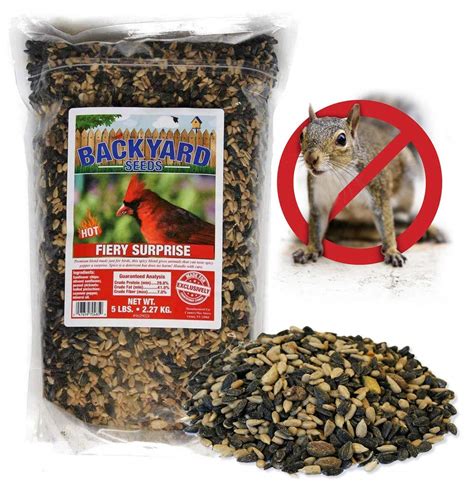 10 Best Spicy Bird Seed For Attracting Wild Birds To Your Garden Hummingbirds Plus