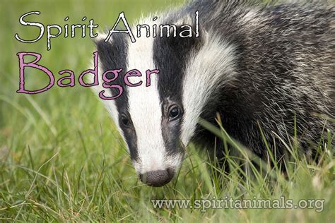 Badger Spirit Animal – Meaning and Interpretations - Spirit Animals