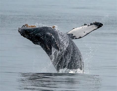 The Best Places To Go Whale Watching Your Ultimate Guide To Seeing Whales