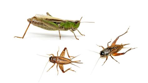 Insectos Que Se Parecen Aprende A Diferenciarlos FastControl