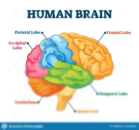 SOLUTION: Human brain vector illustration labeled anatomical ...