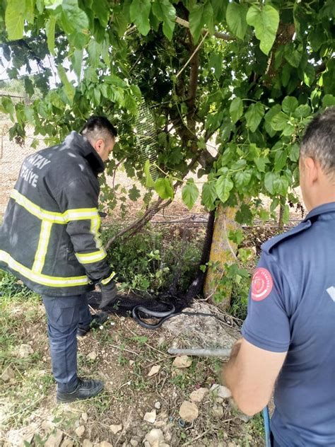 Hatayda ağlarda mahsur kalan yılanı itfaiye ekipleri kurtardı