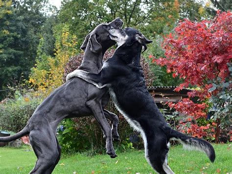 Alô simpatia Saiba quais as raças de cães se dão bem outros pets