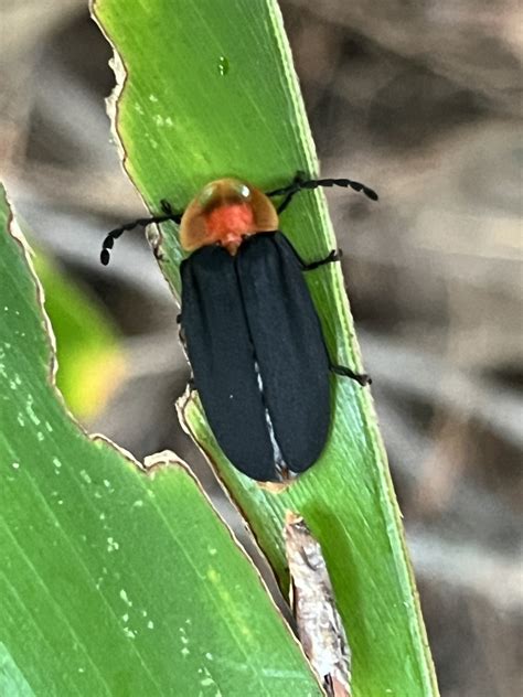 Pyrocoelia Atripennis In November By Nakatada Wachi Inaturalist