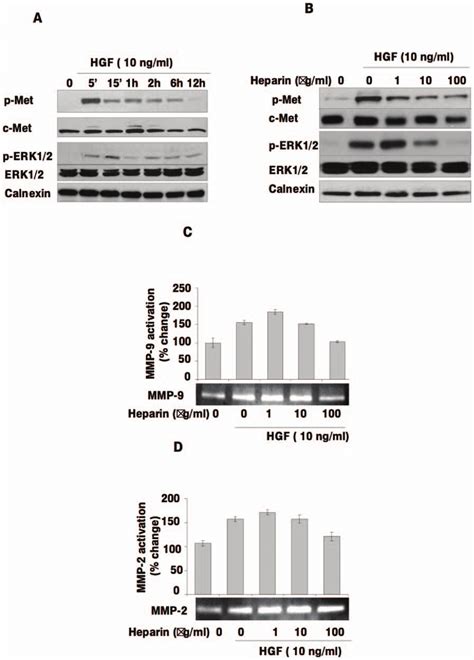 Heparin Inhibits Hgf Induced P Met P Mapk Mmp And Mmp Activation