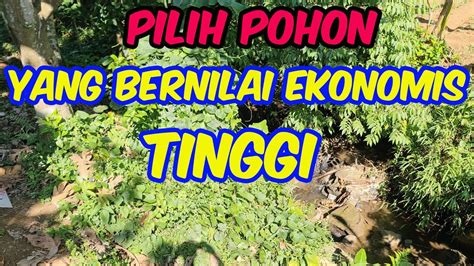 Jenis Pohon Penahan Longsor Atau Erosi Youtube