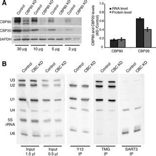 Efficient CBC Knockdown Does Not Affect SnRNP Levels HeLa Cells