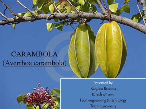 Carambola Averrhoa Carambola