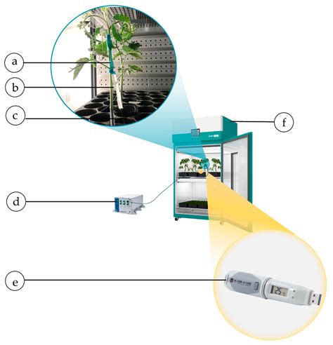 Sensors Free Full Text Plant Wearable Sensors Based On Fbg Technology For Growth And