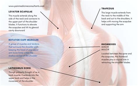 Understanding And Treating Pain Between Shoulder Blades Pain Medicine