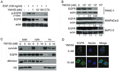 Ym155 Downregulates Egfr In Pancreatic Cancer Cell Lines A Panc 1