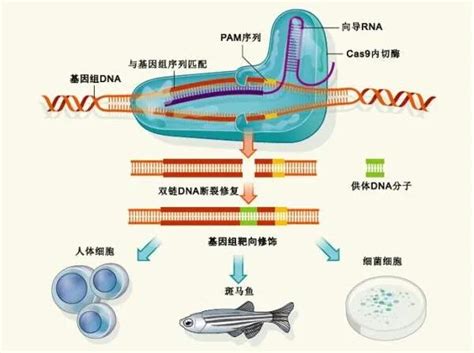 年度回顾 基因编辑未来生物科学的重要阵地