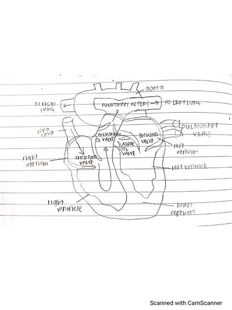 Diagram Heart | PDF