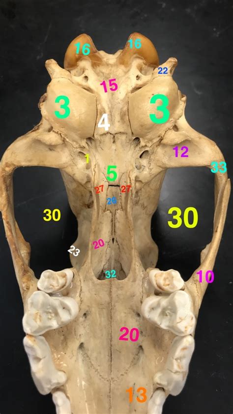 Anatomy of Coyote Skull - Underside Diagram | Quizlet