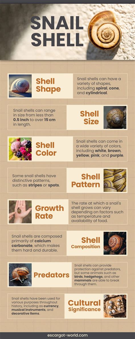 Snail Shell Where Does It Come From And Other Questions Resolved