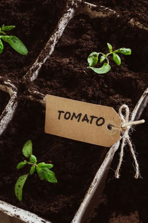 How To Save Tomato Seeds From Tomatoes To Plant Next Year