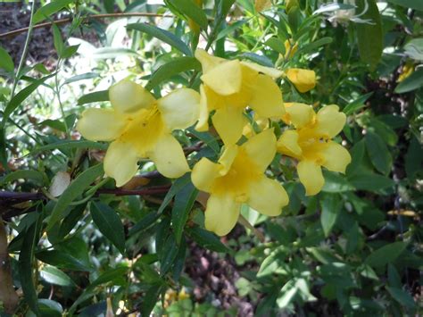 Jasmine Or Jessamine Poisonous To Bees Walter Reeves The Georgia