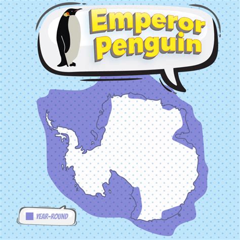 Emperor Penguin - Bird Watching Academy