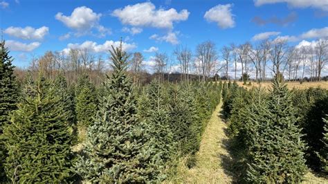 Discover the perfect Christmas tree: A guide to Michigan's local farms