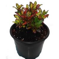 Coprosma O Planta Espejo Rboles Arbustos Y Setos Ornamentales