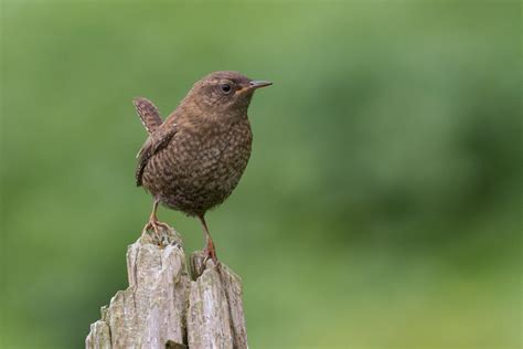 Pacific Wren Audubon Field Guide